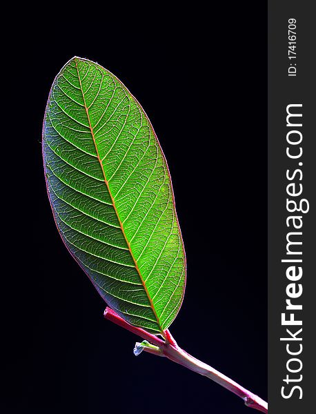 Portrait shot of guava leaf with black background. Portrait shot of guava leaf with black background.