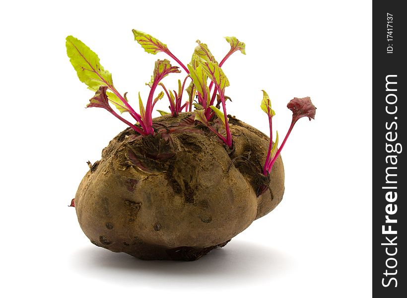 Sprouted beets on a white background