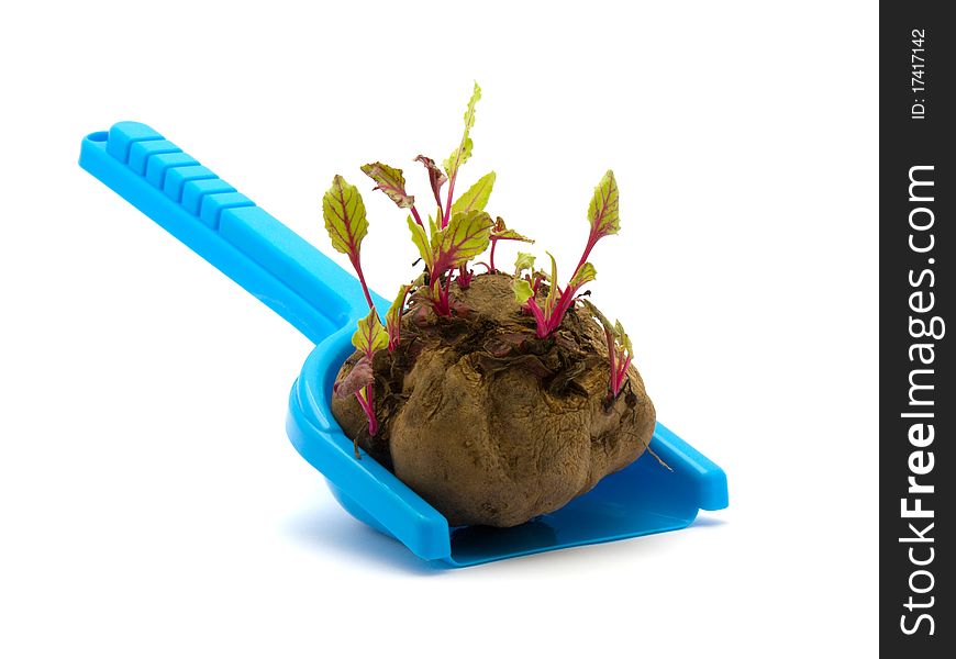 Sprouted beets on his shovel on a white background