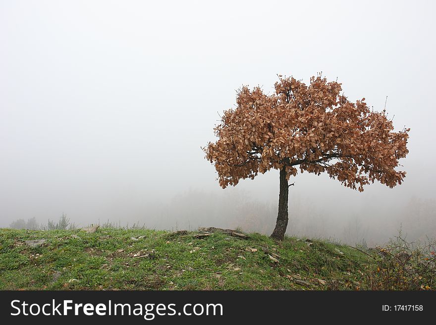 Naturally miniaturized oak tree with dry leaf against a white, foggy background. Naturally miniaturized oak tree with dry leaf against a white, foggy background