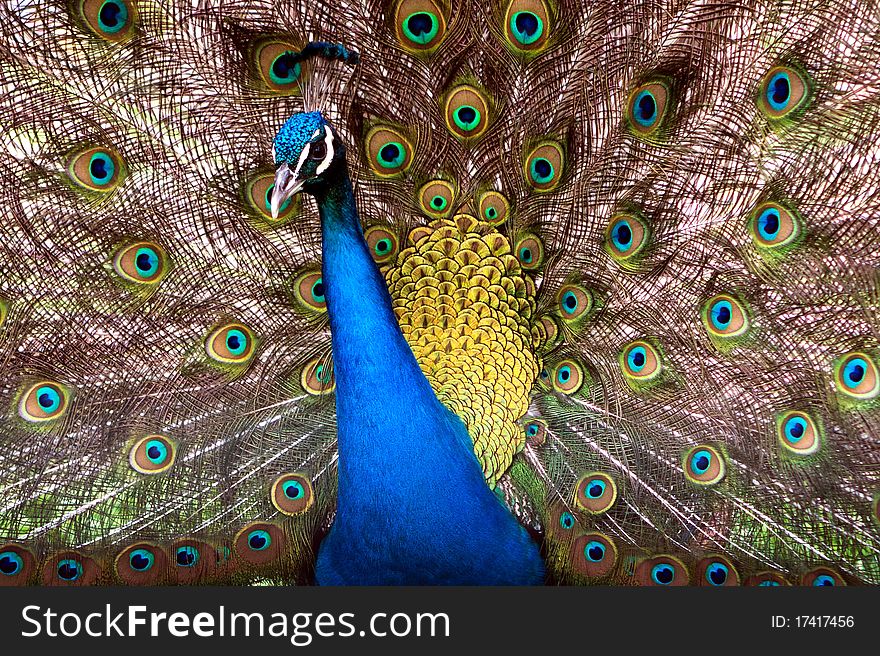 This is a peacock which i saw in a zoo.