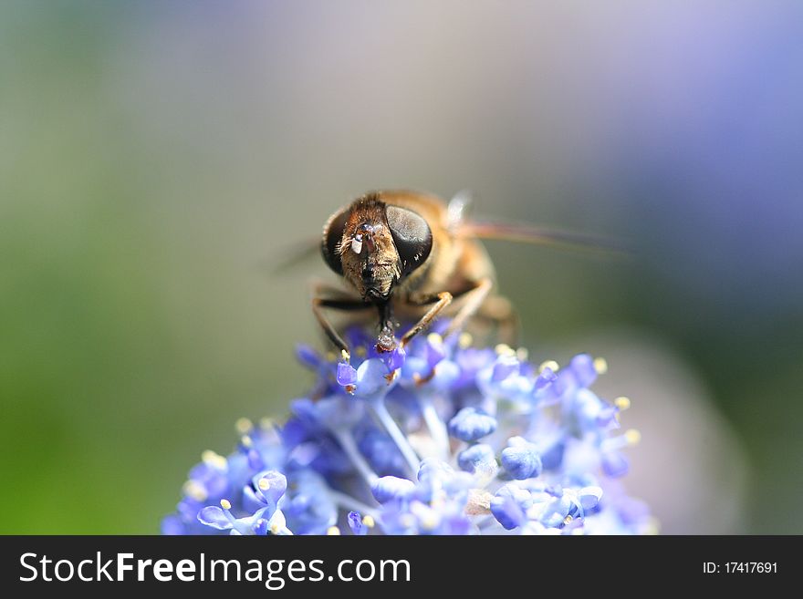 A honeybee on a blue flower