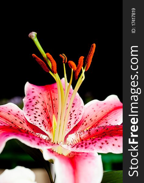 Blooming pink hibiscus on black