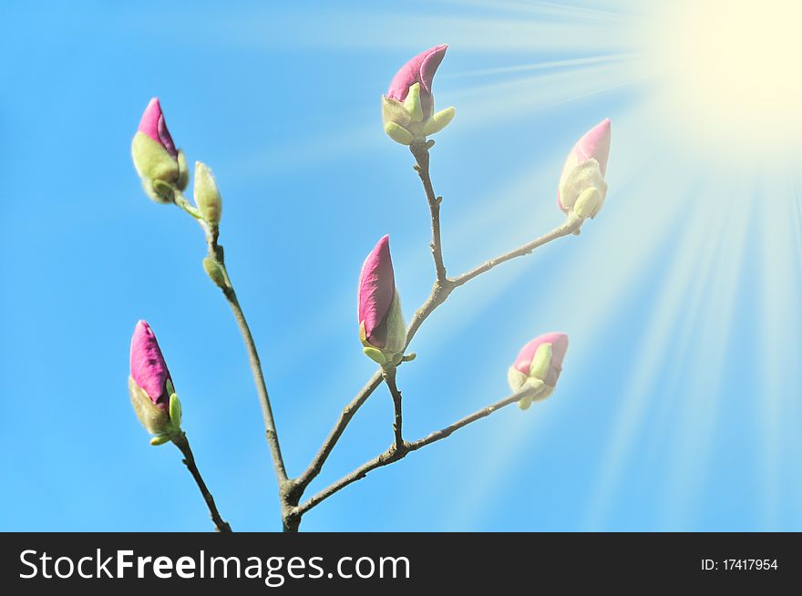 Unblown spring magnolia buds against blue sky. Unblown spring magnolia buds against blue sky