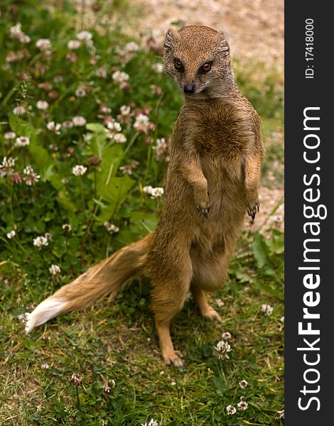 Yellow Mongoose (Cynictis penicillata) standing on grass