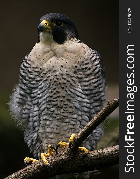 Closeup of a falcon against a blurred background.