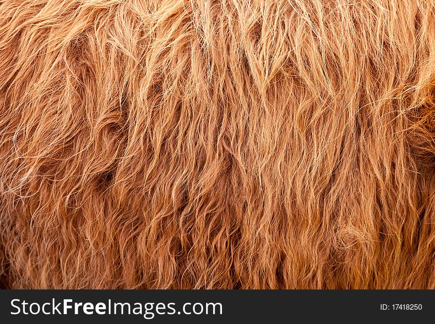 A frame filling shot of some brown highland cow hair. A frame filling shot of some brown highland cow hair.