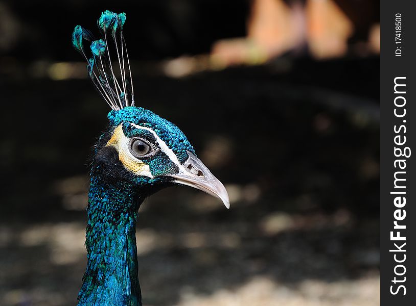 Closeup of a colorful peacock head on dark background