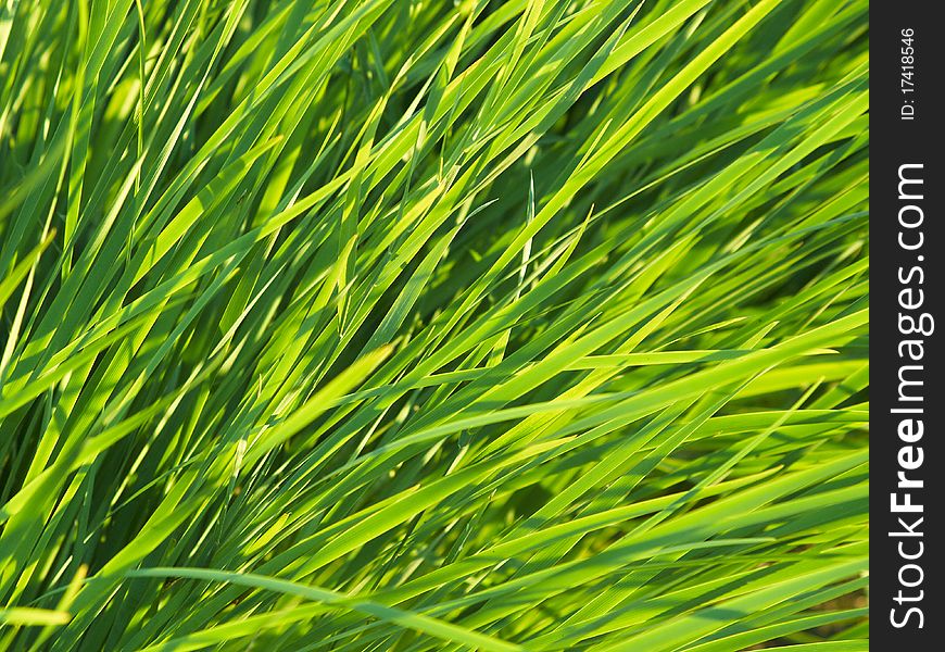 Close-up of green grass at sunny day. Close-up of green grass at sunny day