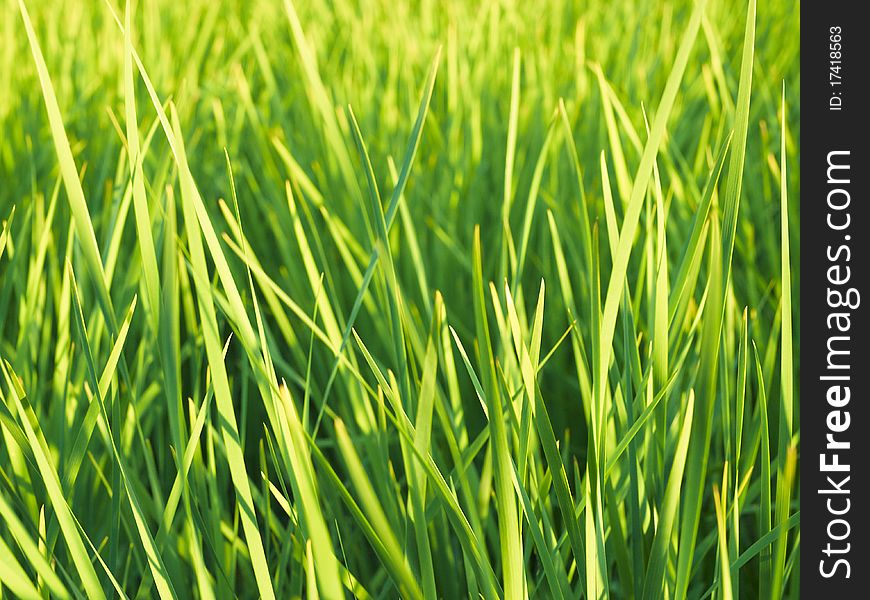 Close-up of green grass at sunny day. Close-up of green grass at sunny day