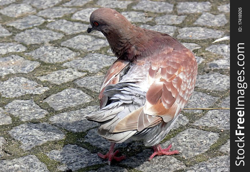 Dancing dove on the pavement.