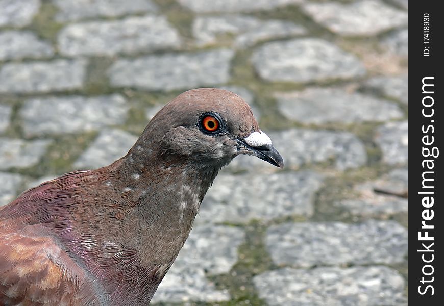 Pigeon