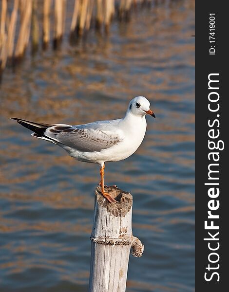 Seagull bird standing on a bamboo post