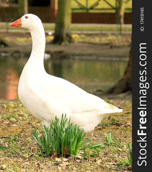 Image of a white goose in a park on a hot sunny day. Image of a white goose in a park on a hot sunny day