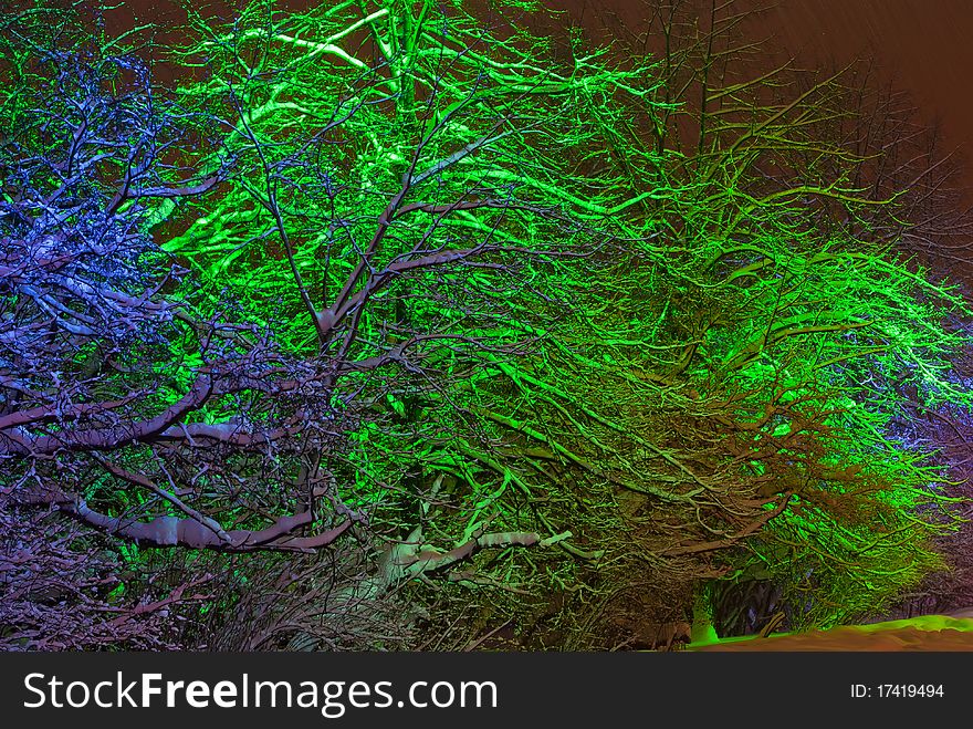 Snow-covered trees with color illumination at night in winter. Snow-covered trees with color illumination at night in winter