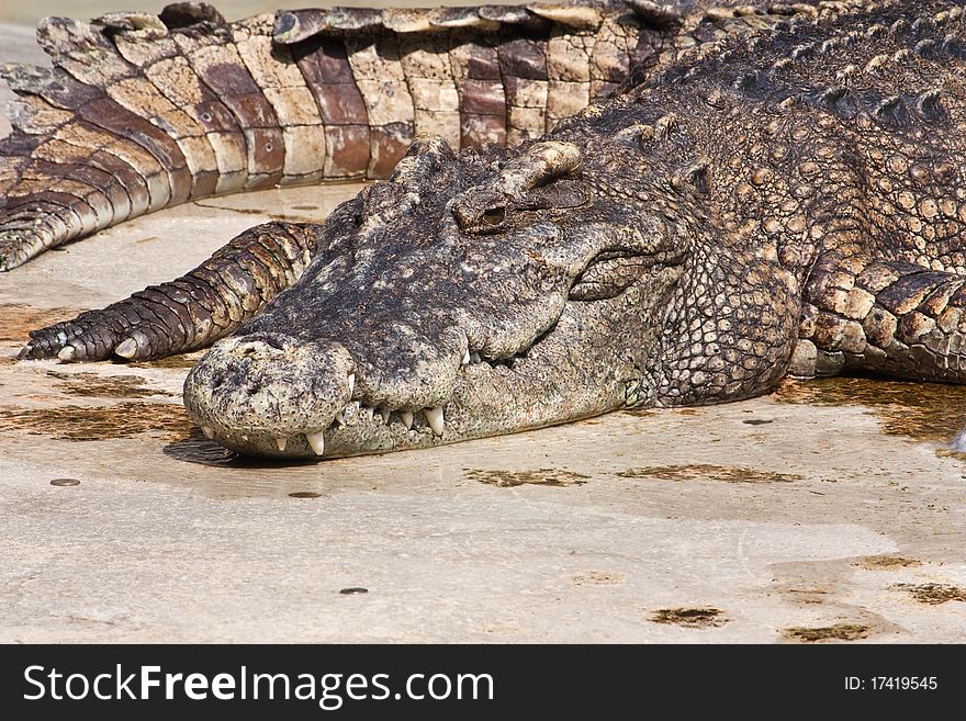 Crocodile in farm Bangkok Thailand