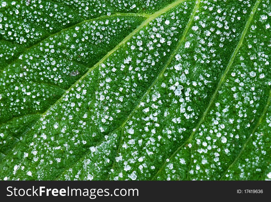 Icy Leaf