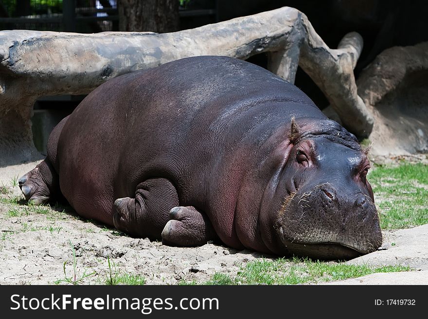 Big hippopotamus in the ZOO