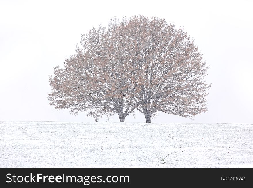 Remoate autumn tree during snowfall. Remoate autumn tree during snowfall