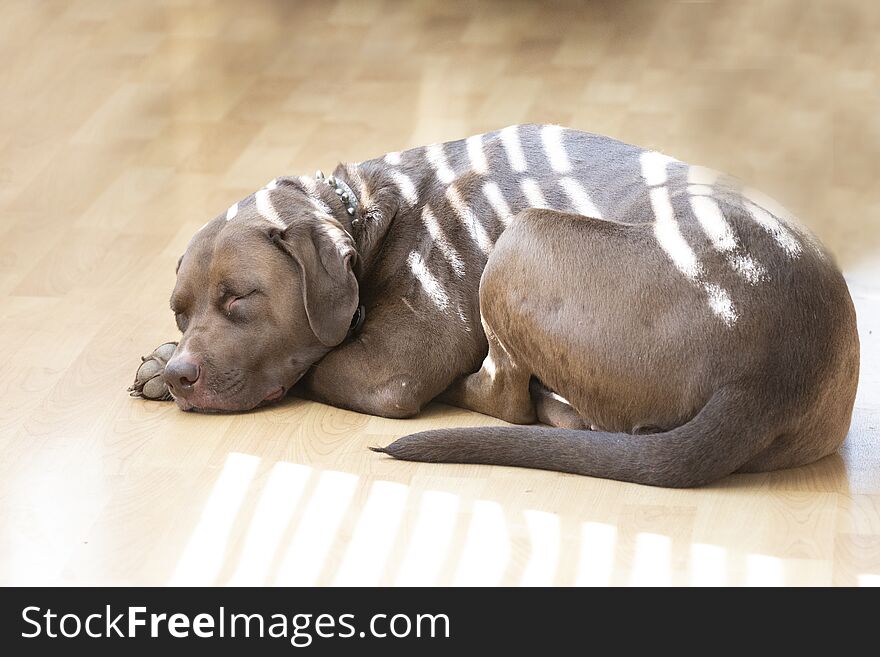 Chocolate Labrador lying in the sunshine coming through blinds