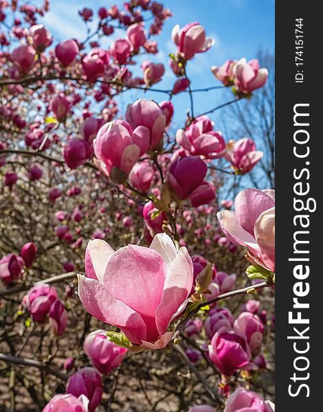 Flowering Magnolia Tulip Tree. Chinese Magnolia Soulangeana Magnoliaceae blossom with tulip-shaped flowers in spring garden. Flowering Magnolia Tulip Tree. Chinese Magnolia Soulangeana Magnoliaceae blossom with tulip-shaped flowers in spring garden.