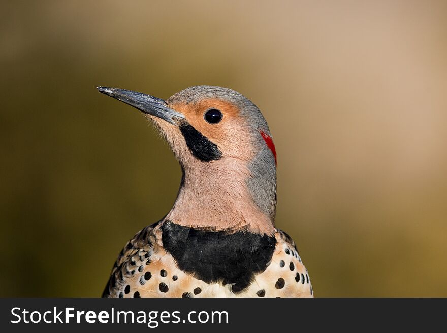 Norther Flicker closeup looking left with natural green earthy tones