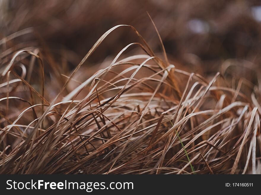 Yellow dry grass macro close up background. Natural texture. Yellow dry grass macro close up background. Natural texture