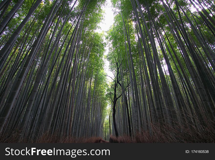 Nara,Japan-February 26, 2020: Bamboo grove path in the winter morning in Arashiyama, Kyoto