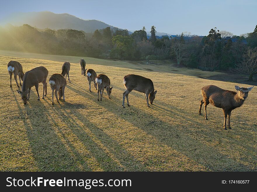 Nara,Japan-February 24, 2020: Deer at Tobihino at Nara Park in the morning