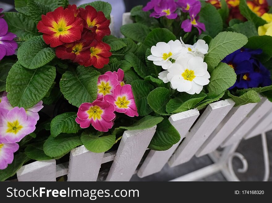 Violets In Baskets In The Flower Shop. Selective Focus. Concept Of Gardening And Looking After Violet Flowers