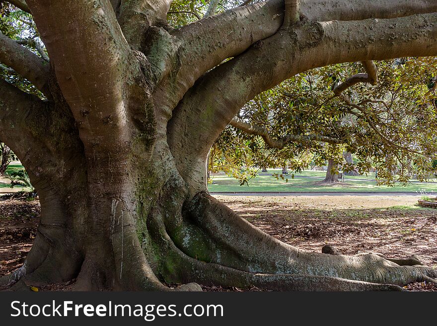 Old Wild Fig Tree Trunk Close Up In Park