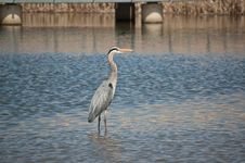 Great Blue Heron Wading In A Suburban Pond Stock Photography