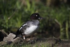 Tufted Duck Royalty Free Stock Photography