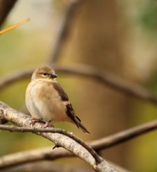American Goldfinch, Carduelis Tristis Royalty Free Stock Images