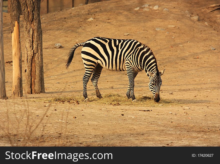 A zebra is eating grass