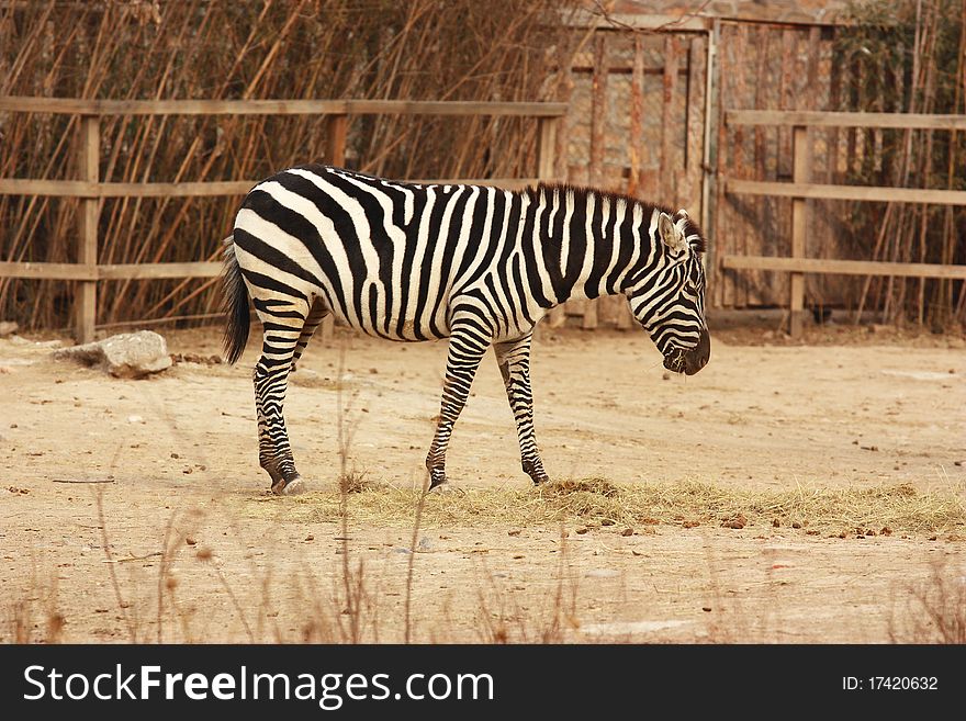 A zebra is eating grass