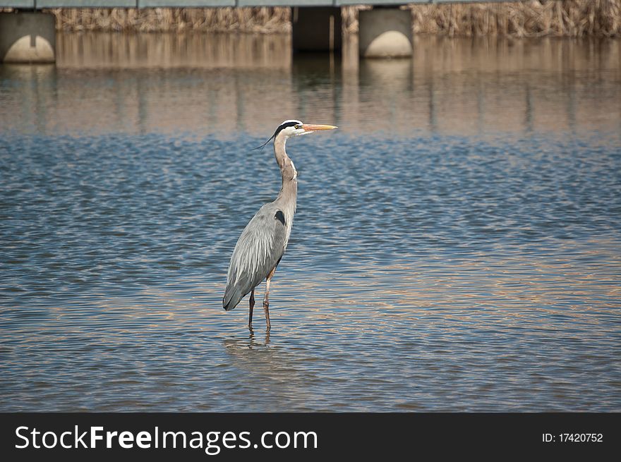 A Great Blue Heron stands in the waters of a suburban pond with concrete bridge supports in the background. A Great Blue Heron stands in the waters of a suburban pond with concrete bridge supports in the background.