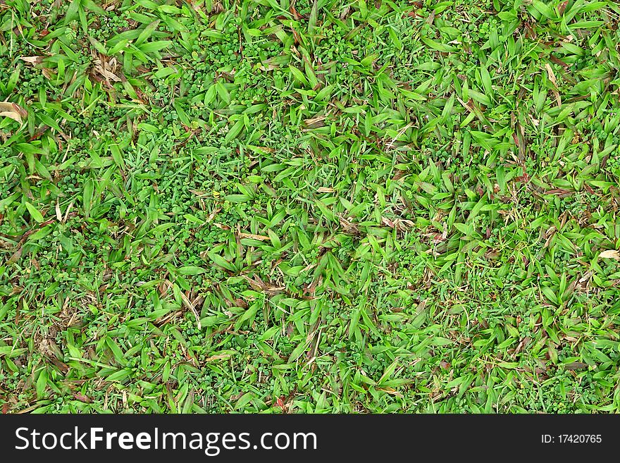 Green cow grass texture background. Green cow grass texture background