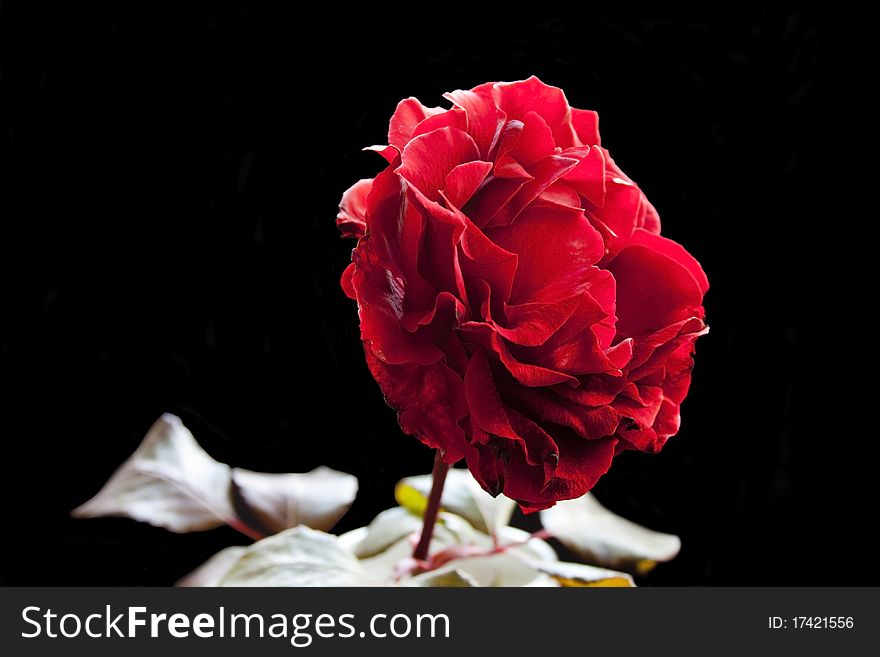 Scarlet winter rose in isolated on black. Scarlet winter rose in isolated on black