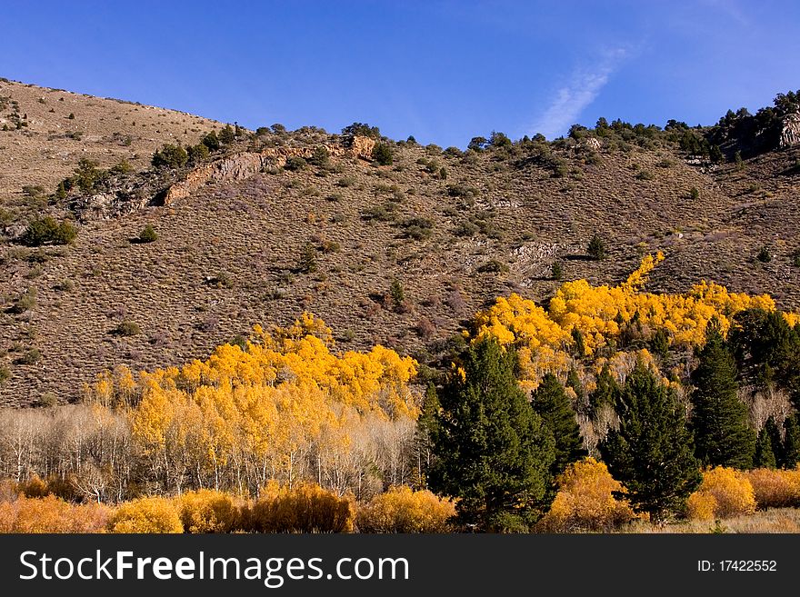 Fall Colors of Aspen Trees in the Eastern Sierra. Fall Colors of Aspen Trees in the Eastern Sierra