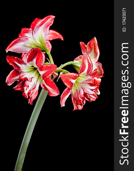 Inflorescence Hippeastrum - a room ornamental plant. AMARYLLIS L. Inflorescence Hippeastrum - a room ornamental plant. AMARYLLIS L.