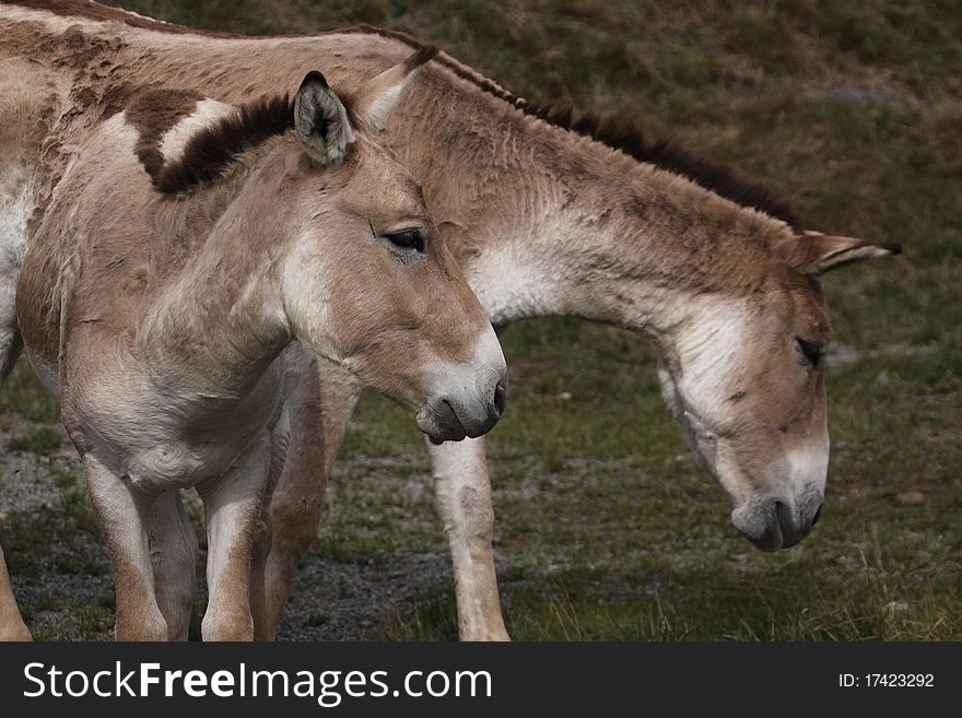 The couple of wild asian asses, also called as onagers. The couple of wild asian asses, also called as onagers.