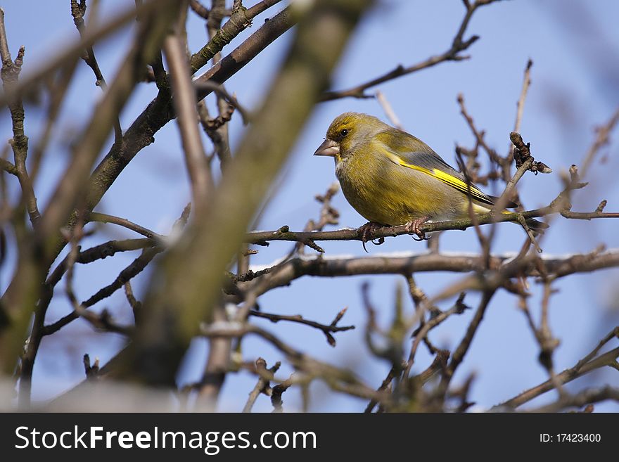 The european greenfinch (Carduelis chloris) sitting on the branch in winter.