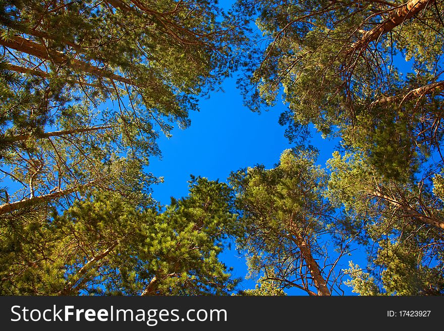 Coniferous trees with blue sky