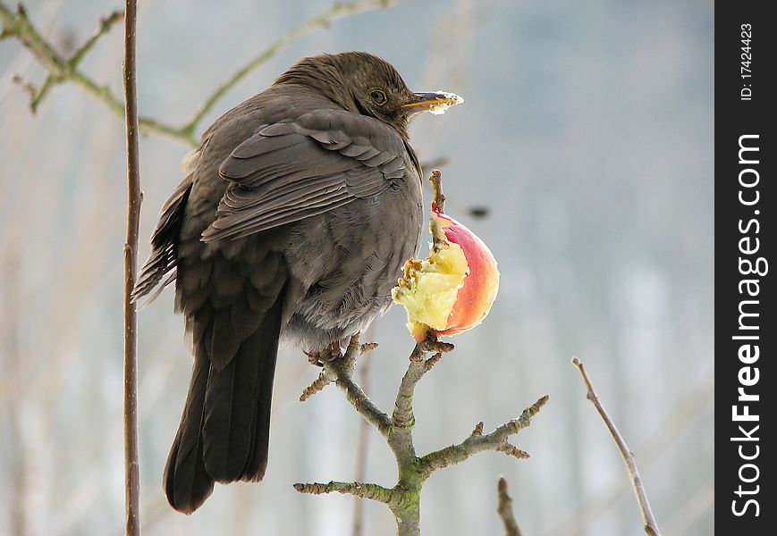 Blackbird is finding food in cold winter. Blackbird is finding food in cold winter.