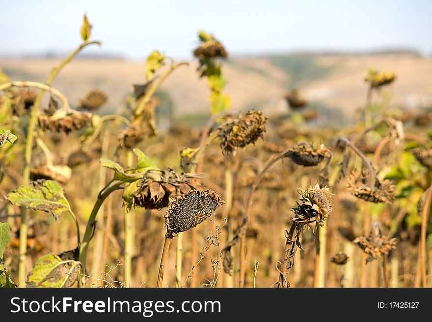 Sunflower field