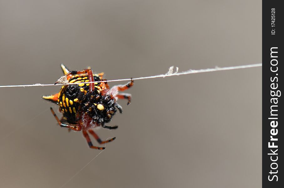 Spider working on a spidernet. Spider working on a spidernet