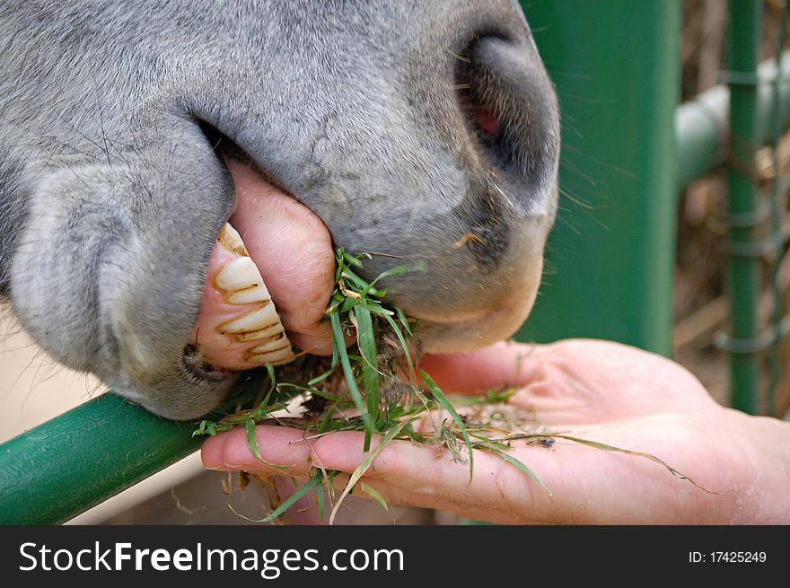 Feeding of a donkey in ZOO