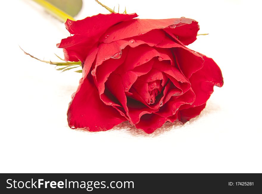 Red roses on a white towel in spa center