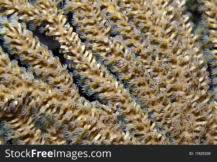 Close up of extended sea rod
